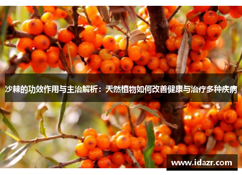 沙棘的功效作用与主治解析：天然植物如何改善健康与治疗多种疾病